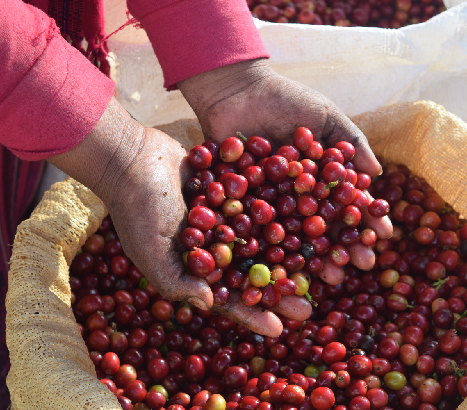 Essen, Obst, Pflanze, Produzieren, Person, Körperteil, Finger, Hand, Kirsche