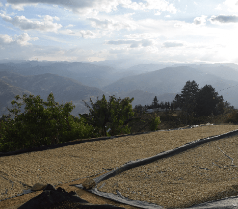 Kies, Straße, Pflanze, Baum, Natur, Draußen, Szenerie, Plateau, Boden, Tanne