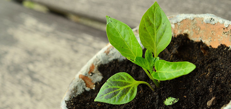 Blatt, Pflanze, Boden, Topfpflanze, Krug, Pflanzgefäß, Töpferei, Vase, Kräuterig, Kräuter