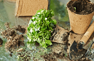 Kräuterig, Kräuter, Pflanze, Gerät, Schaufel, Werkzeug, Boden, Essen, Grünes Blattgemüse, Produzieren