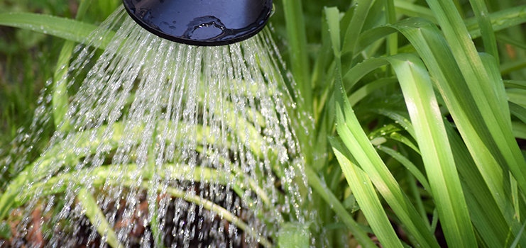 Drinnen, Badezimmer, Zimmer, Pflanze, Pflanzenwuchs, Dusche