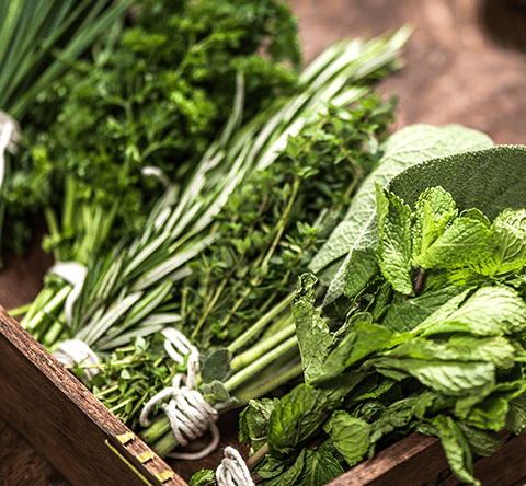 Kräuter, Pflanze, Kräuterig, Minze