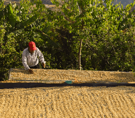 Garten, Natur, Draußen, Auf dem Land, Bauernhof, Ernte, Ländlich, Gärtner, Gartenarbeit, Person
